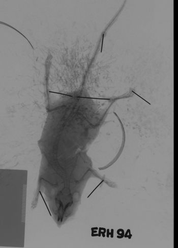 Media type: image;   Mammalogy 69534 Description: Xray of mouse.;
